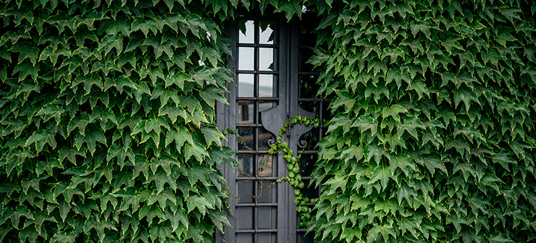 Garden Gate Repair in Fremont, CA