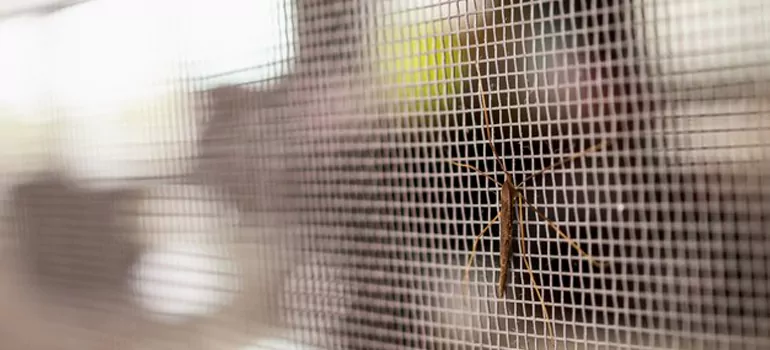 Repair Mosquito Mesh For Windows in Fremont, CA